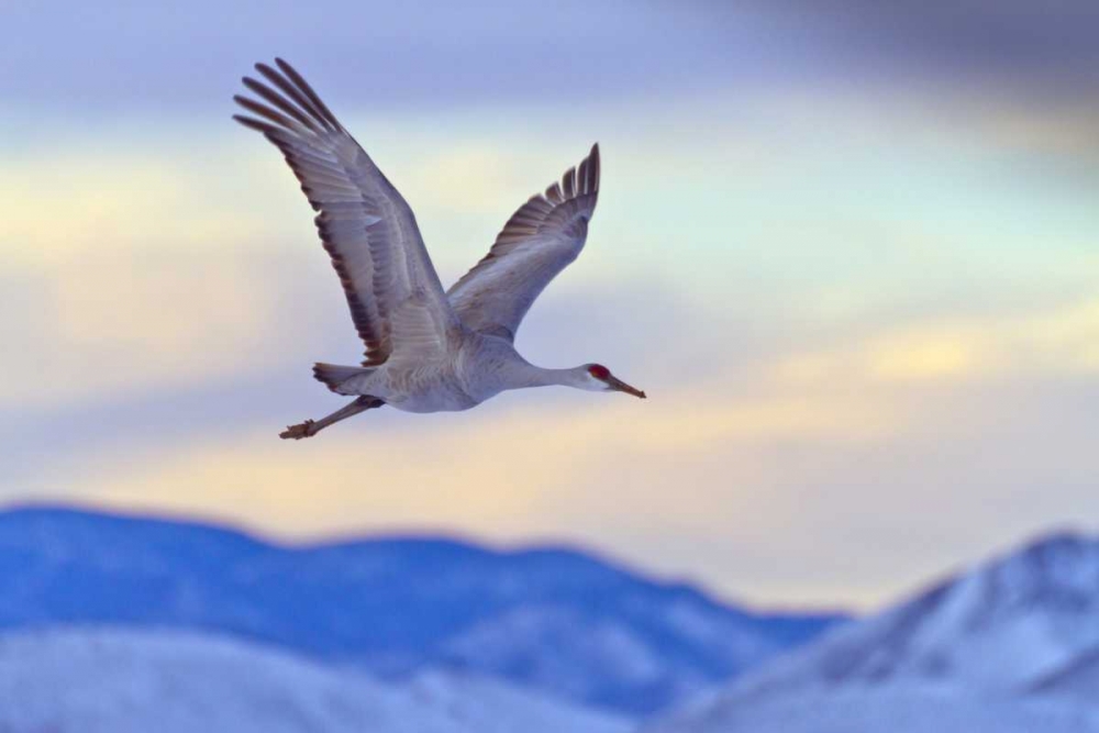 Wall Art Painting id:128991, Name: New Mexico Sandhill crane flying at sunset, Artist: Illg, Cathy and Gordon