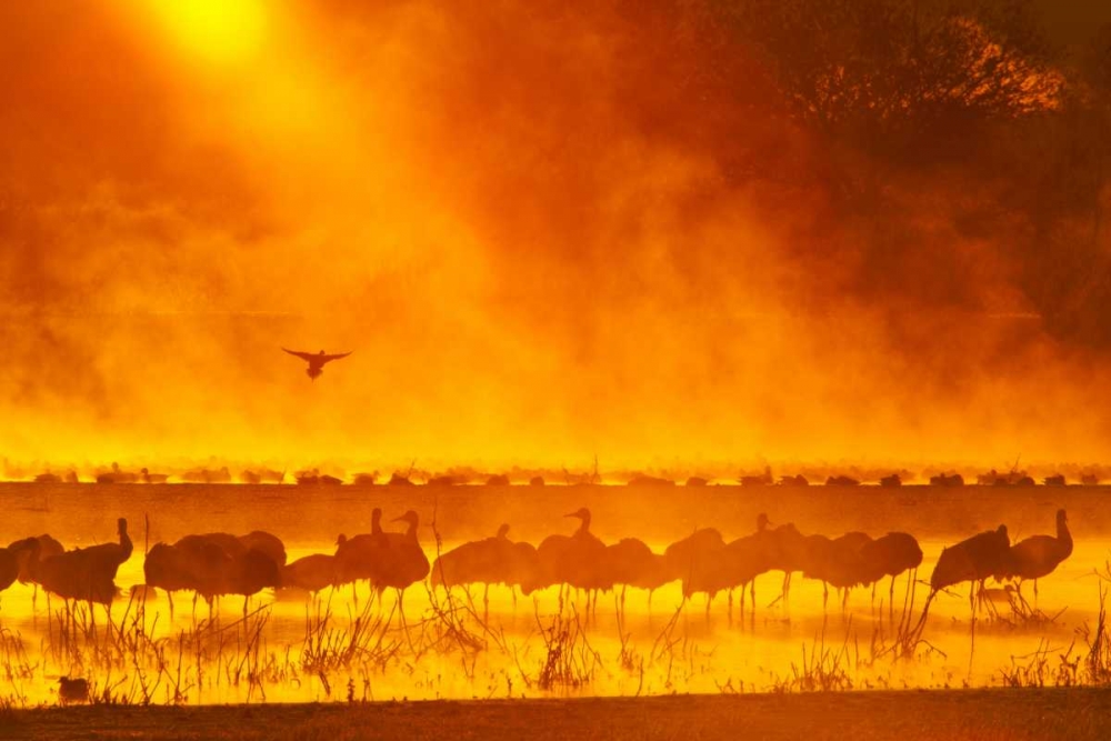 Wall Art Painting id:128968, Name: New Mexico Sandhill cranes in sunrise fog, Artist: Illg, Cathy and Gordon