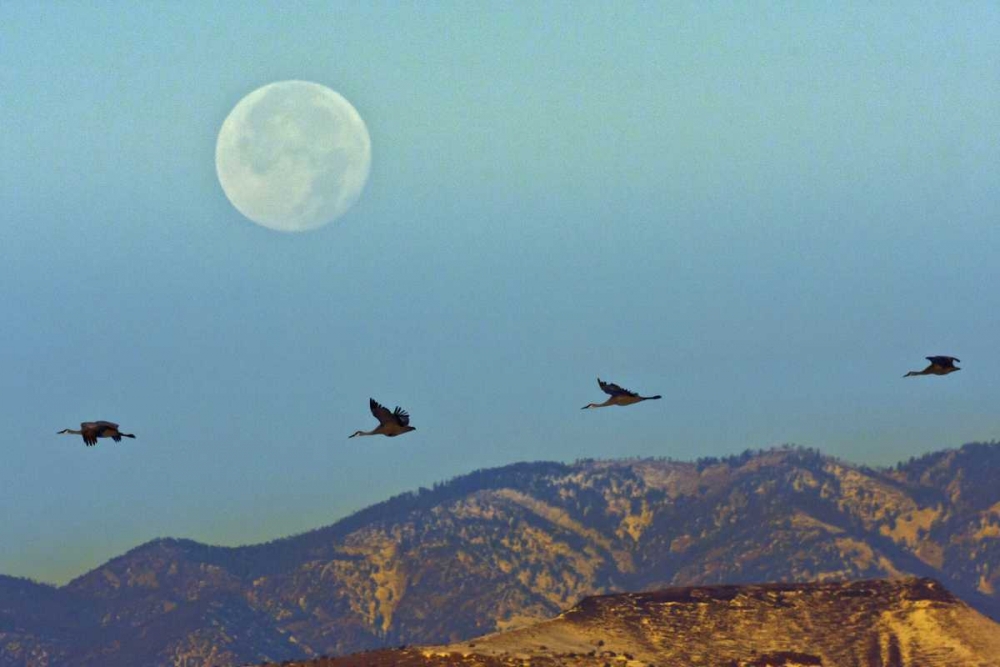 Wall Art Painting id:129085, Name: New Mexico Sandhill cranes fly by full moon, Artist: Illg, Cathy and Gordon