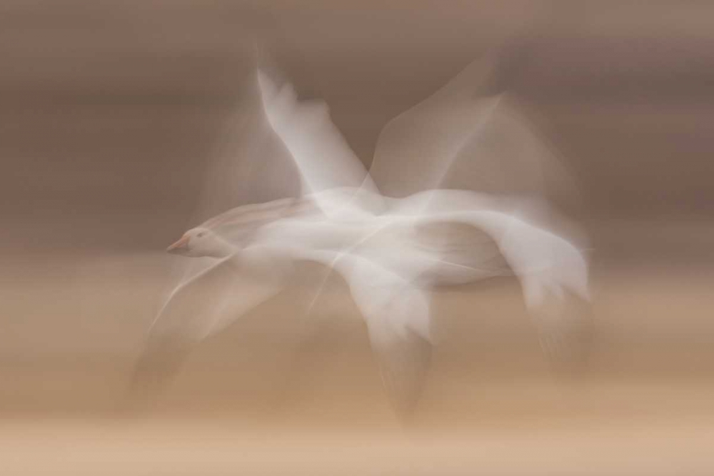 Wall Art Painting id:128796, Name: New Mexico snow goose in flight blur, Artist: Illg, Cathy and Gordon