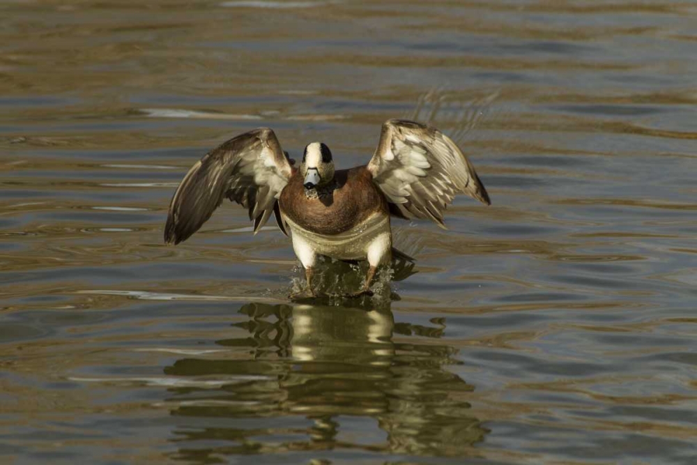 Wall Art Painting id:128781, Name: New Mexico American wigeon landing, Artist: Illg, Cathy and Gordon