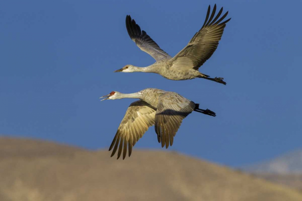 Wall Art Painting id:128809, Name: New Mexico Sandhill cranes in flight, Artist: Illg, Cathy and Gordon