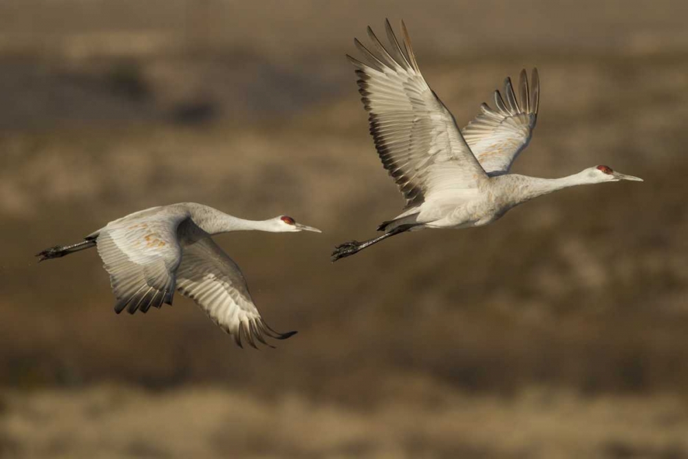 Wall Art Painting id:128797, Name: New Mexico Sandhill cranes in flight, Artist: Illg, Cathy and Gordon