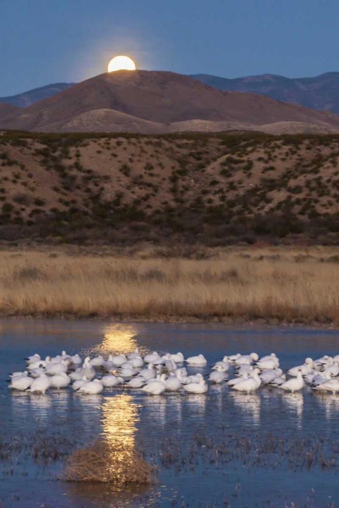 Wall Art Painting id:128787, Name: New Mexico Moonset over snow geese, Artist: Illg, Cathy and Gordon