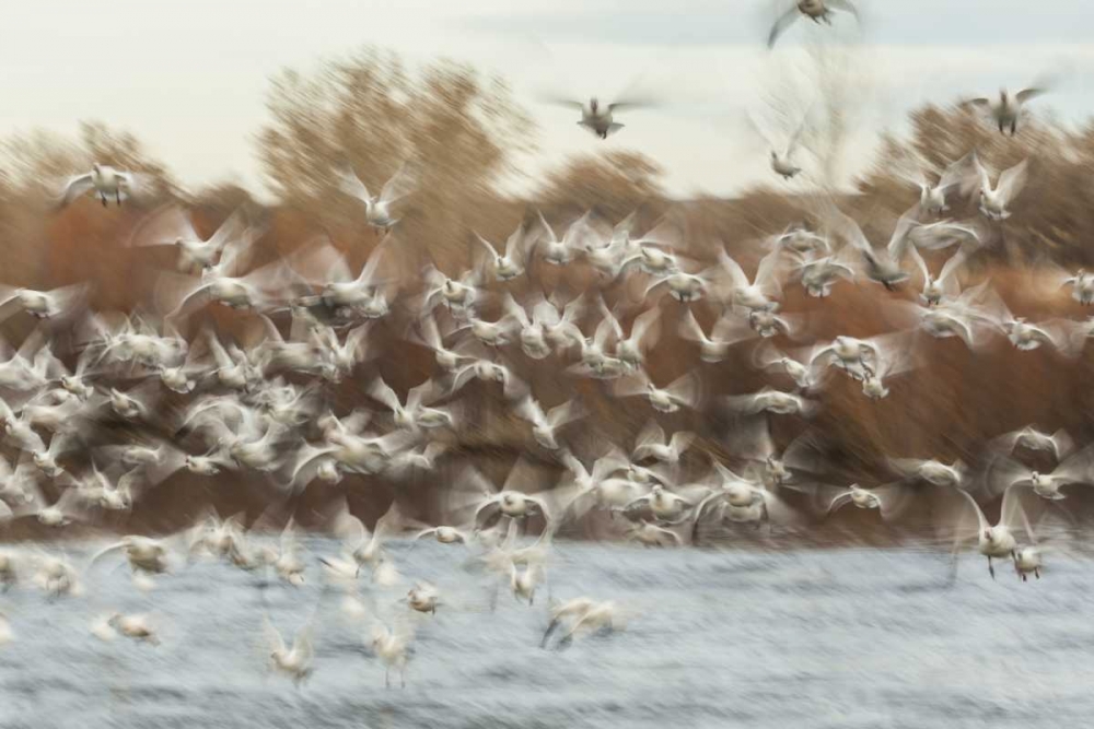 Wall Art Painting id:129176, Name: New Mexico Flock of snow geese taking flight, Artist: Illg, Cathy and Gordon