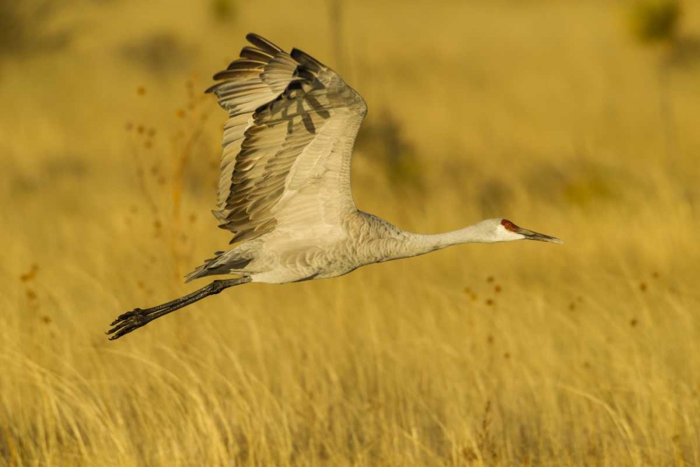 Wall Art Painting id:128798, Name: New Mexico Sandhill crane in flight, Artist: Illg, Cathy and Gordon
