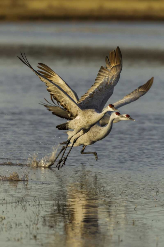 Wall Art Painting id:129177, Name: New Mexico Two Sandhill cranes taking flight, Artist: Illg, Cathy and Gordon