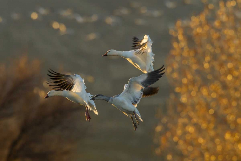 Wall Art Painting id:128773, Name: New Mexico Snow geese in flight, Artist: Illg, Cathy and Gordon