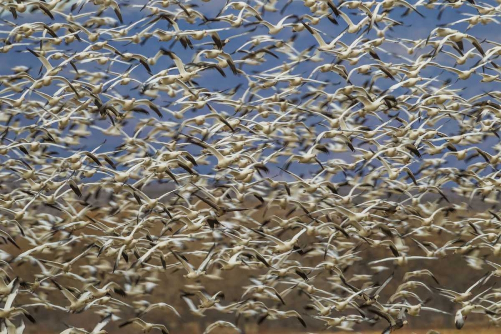 Wall Art Painting id:129179, Name: New Mexico Flock of snow geese taking flight, Artist: Illg, Cathy and Gordon