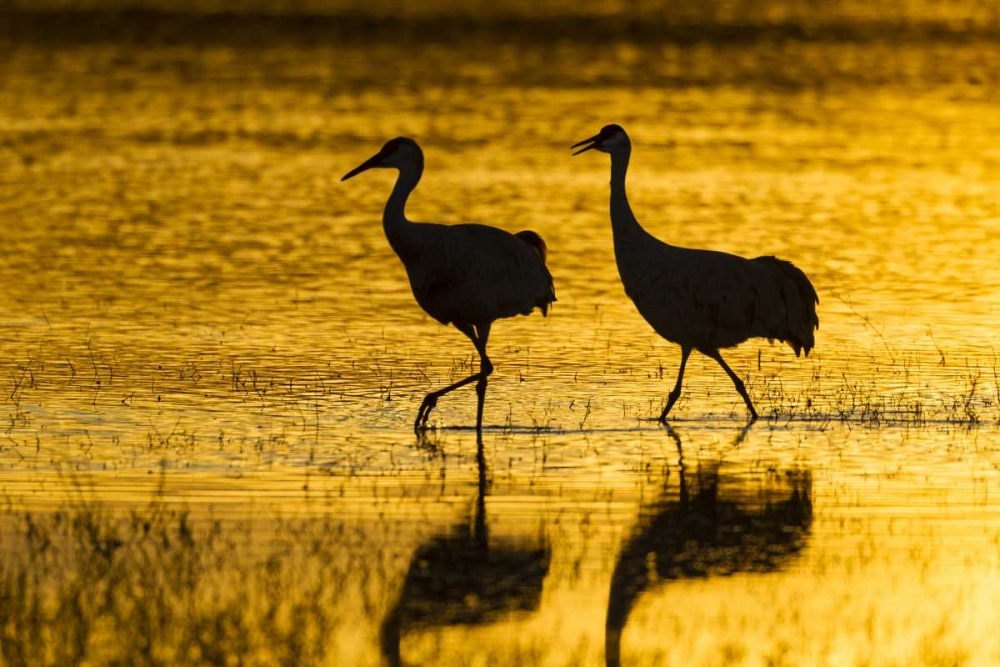 Wall Art Painting id:128895, Name: New Mexico Silhouette of Sandhill cranes, Artist: Illg, Cathy and Gordon