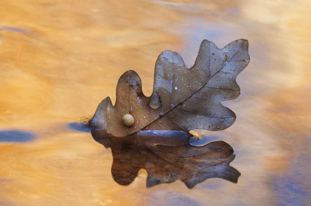Wall Art Painting id:127024, Name: New Mexico Oak leaf in stream at Ghost Ranch, Artist: Bush, Marie