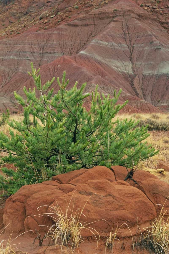 Wall Art Painting id:126993, Name: New Mexico Red rocks and green pine tree, Artist: Bush, Marie
