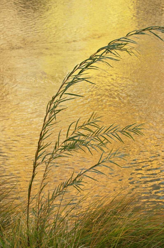 Wall Art Painting id:126979, Name: New Mexico Grass and sky reflections, Artist: Bush, Marie