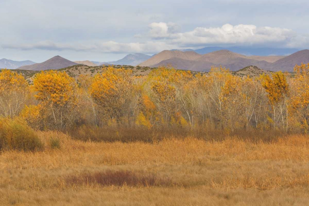 Wall Art Painting id:131738, Name: New Mexico Fall colors in grasses, Artist: Paulson, Don