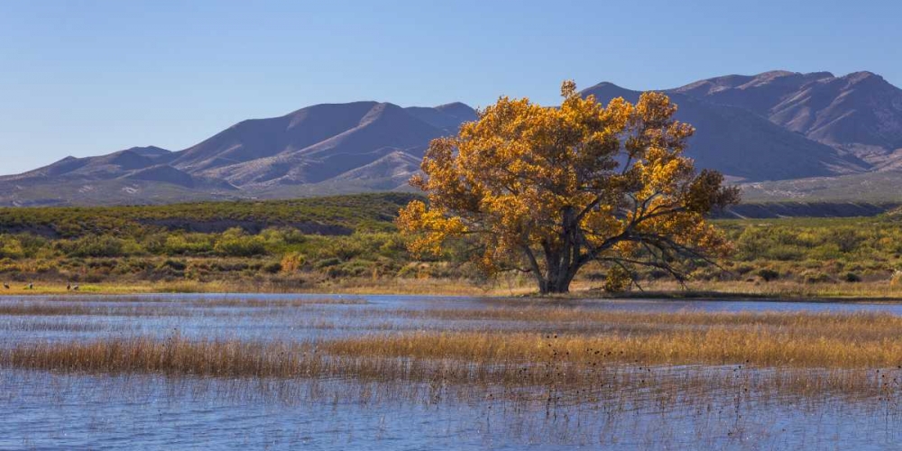 Wall Art Painting id:132880, Name: New Mexico, Bosque del Apache, Autumn landscape, Artist: Paulson, Don