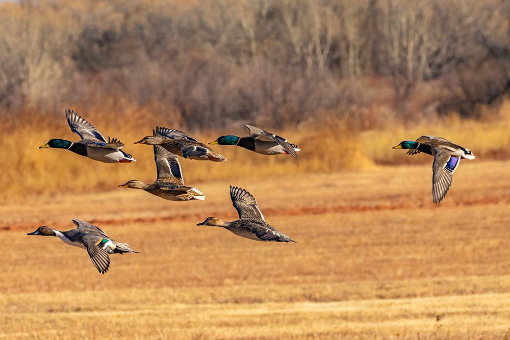 Wall Art Painting id:519930, Name: USA-New Mexico-Bosque del Apache National Wildlife Refuge-Mallard and pintail ducks in flight, Artist: Jaynes Gallery