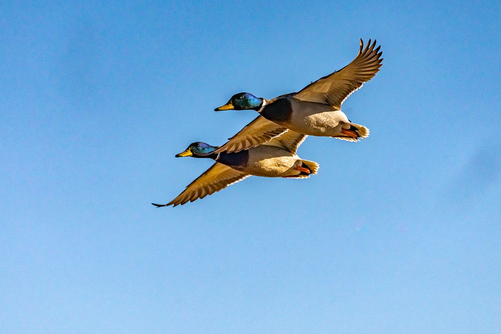 Wall Art Painting id:519931, Name: USA-New Mexico-Bosque del Apache National Wildlife Refuge-Mallard drakes in flight, Artist: Jaynes Gallery