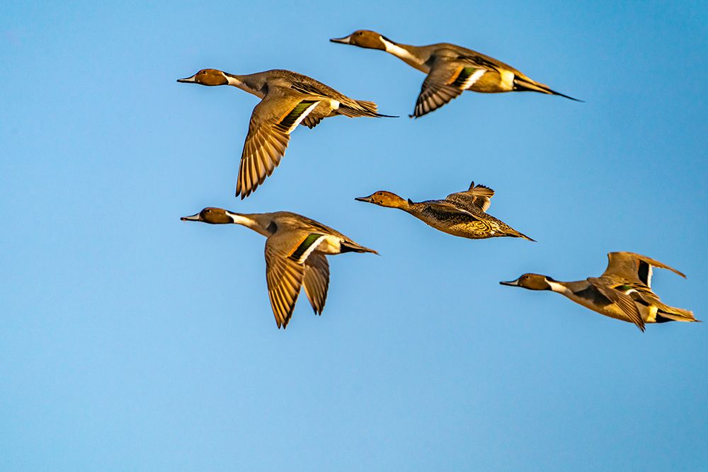 Wall Art Painting id:519934, Name: USA-New Mexico-Bosque del Apache National Wildlife Refuge-Pintail duck males and female in flight, Artist: Jaynes Gallery