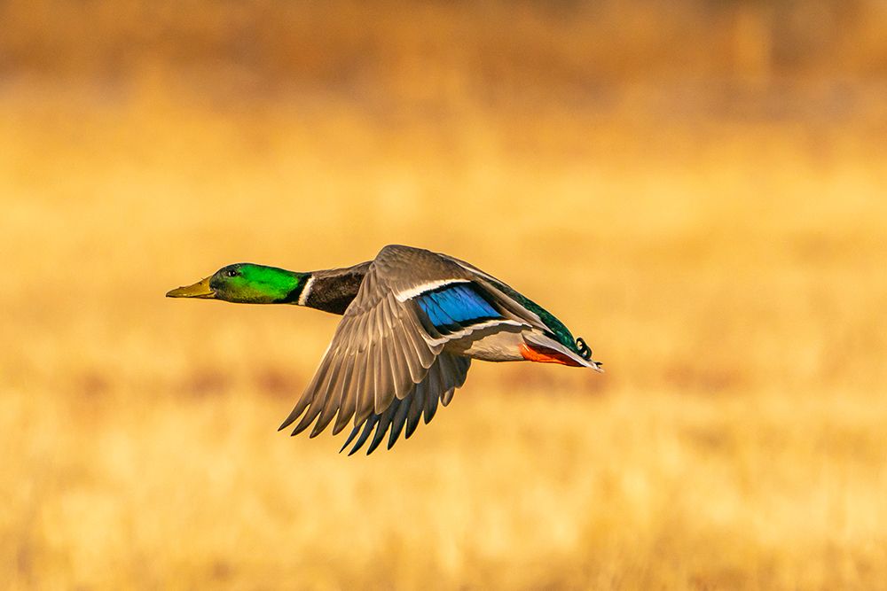 Wall Art Painting id:550124, Name: USA- New Mexico- Bosque Del Apache National Wildlife Refuge. Mallard drake duck flying, Artist: Jaynes Gallery