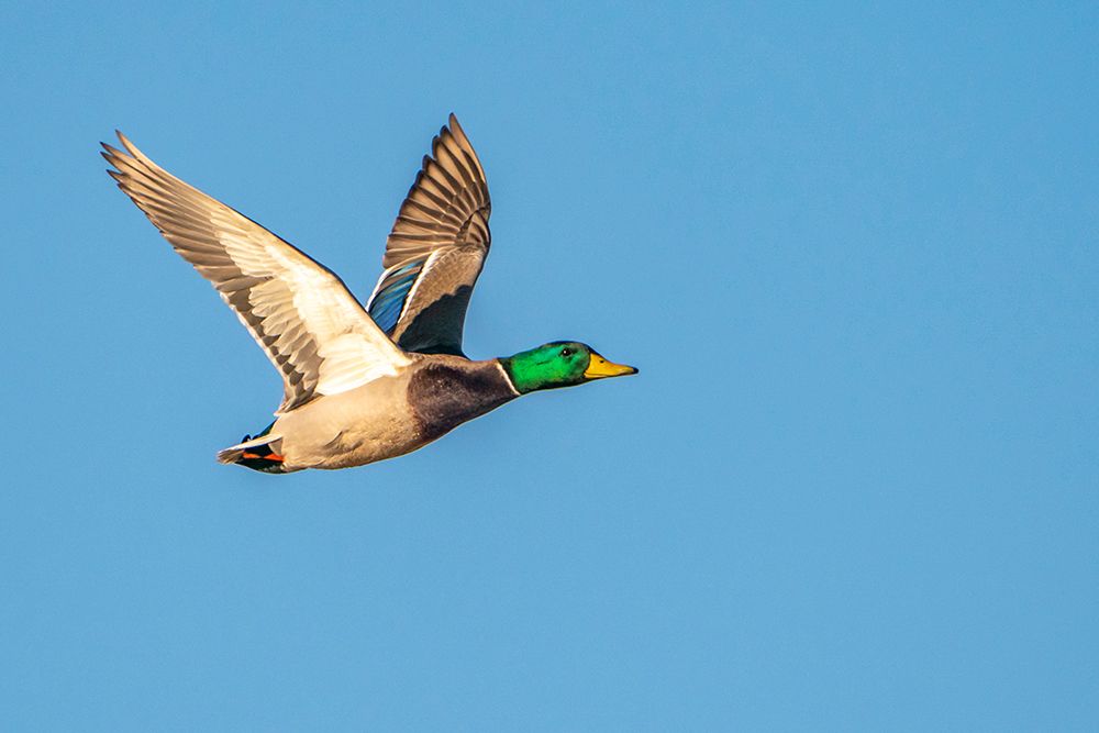 Wall Art Painting id:550125, Name: USA- New Mexico- Bosque Del Apache National Wildlife Refuge. Mallard drake duck flying, Artist: Jaynes Gallery