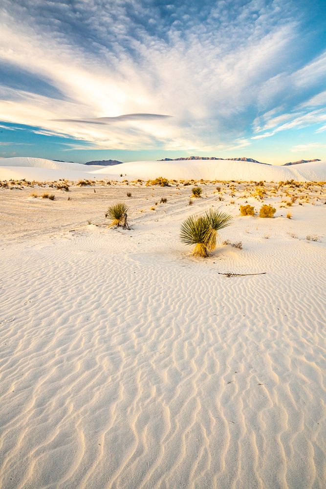 Wall Art Painting id:550148, Name: USA- New Mexico- White Sands National Monument. Yucca in white sand., Artist: Jaynes Gallery