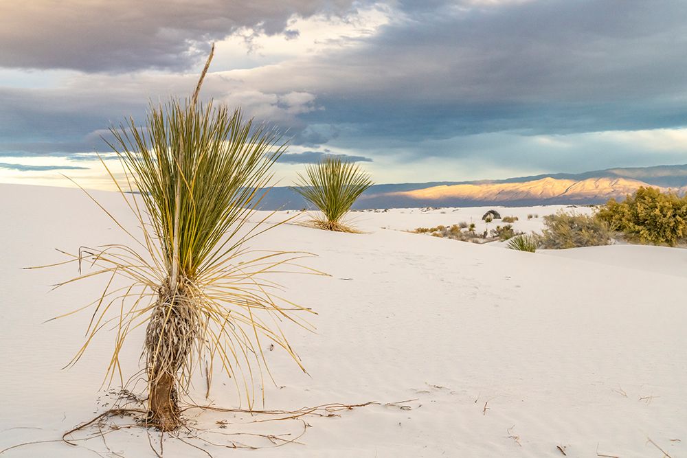 Wall Art Painting id:550150, Name: USA- New Mexico- White Sands National Monument. Sand dunes and yucca cacti., Artist: Jaynes Gallery