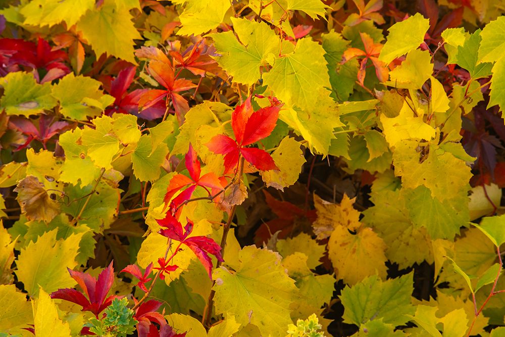 Wall Art Painting id:741792, Name: USA, New Mexico, Jemez National Recreation Area. Red Virginia creepers among foliage., Artist: Jaynes Gallery