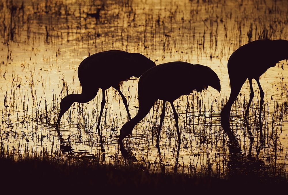 Wall Art Painting id:405880, Name: Sandhill crane silhouetted-Bosque del Apache National Wildlife Refuge-New Mexico, Artist: Pryor, Maresa