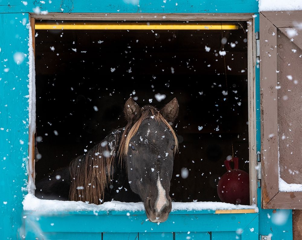 Wall Art Painting id:405881, Name: Rocky mountain looking out of stall during snow storm-New Mexico, Artist: Pryor, Maresa