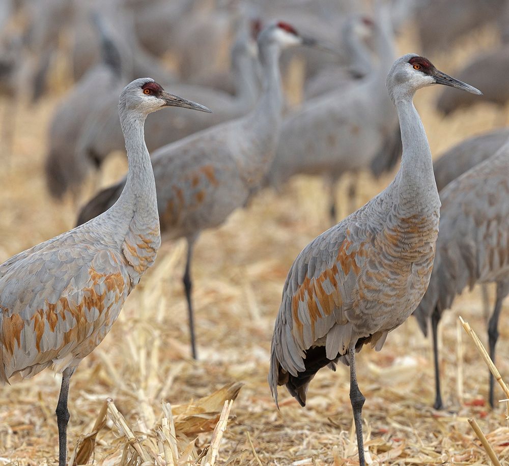 Wall Art Painting id:405882, Name: Sandhill Cranes gathered-in the corn fields of Bernardo Wildlife Area-New Mexico, Artist: Pryor, Maresa