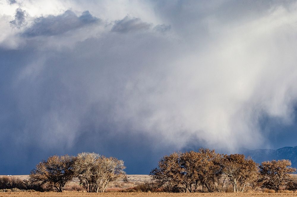 Wall Art Painting id:405883, Name: Winter storms in the Manzano mountains-New Mexico, Artist: Pryor, Maresa