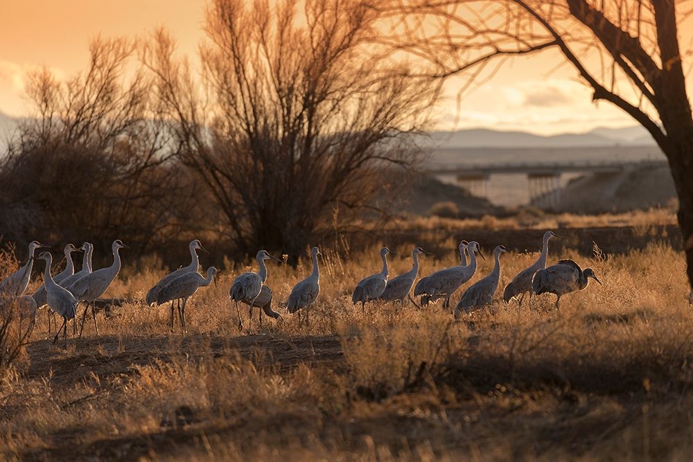 Wall Art Painting id:405884, Name: Sandhill cranes with SR 60 in background-Bernardo Wildlife Area-New Mexico, Artist: Pryor, Maresa