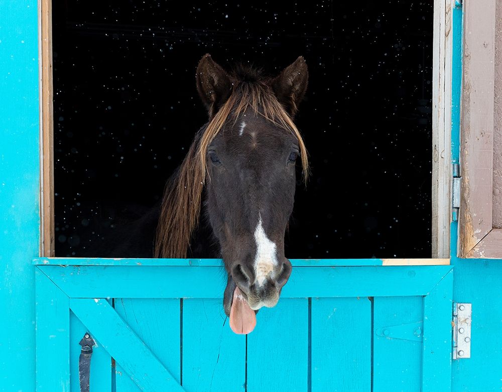 Wall Art Painting id:405885, Name: Rocky mountain horse yawning-Winter-New Mexico, Artist: Pryor, Maresa