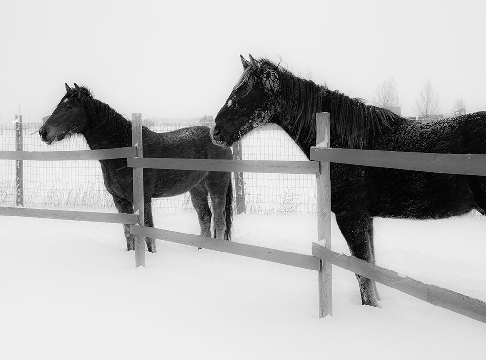 Wall Art Painting id:405886, Name: Horses in standing in snowy weather-Edgewood-New Mexico, Artist: Pryor, Maresa