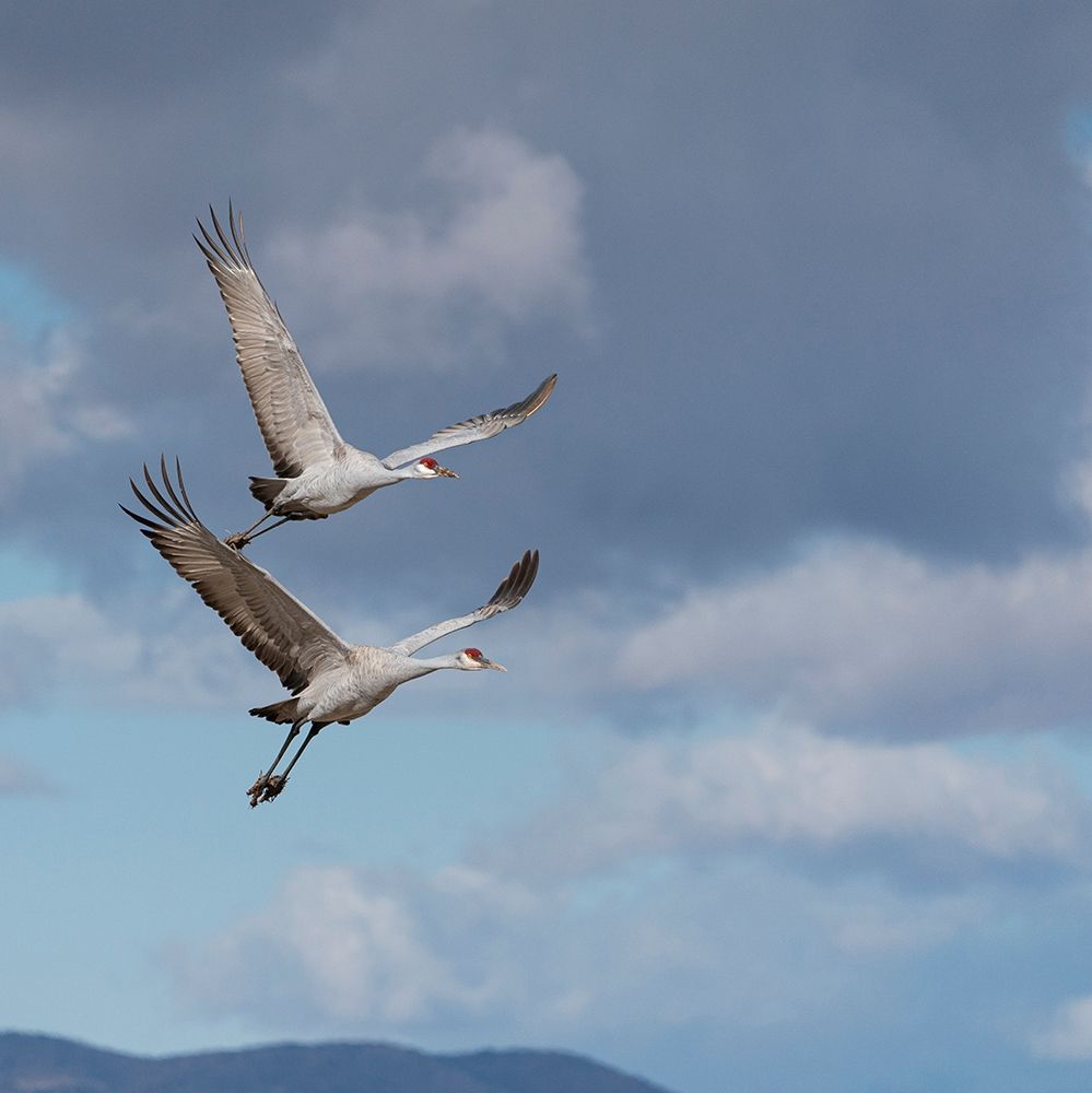 Wall Art Painting id:405892, Name: Sandhill cranes in flight-Grus canadensis-Bosque del Apache National Wildlife Refuge-New Mexico, Artist: Pryor, Maresa