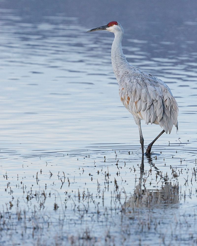 Wall Art Painting id:405893, Name: Sandhill crane-Bosque del Apache National Wildlife Refuge-New Mexico, Artist: Pryor, Maresa