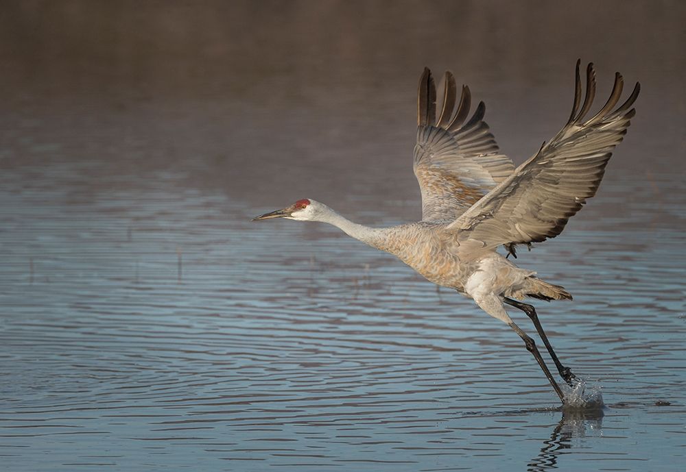 Wall Art Painting id:405907, Name: Sandhill crane in flight-grus canadensis-Bosque del Apache National Wildlife Refuge-New Mexico,, Artist: Pryor, Maresa