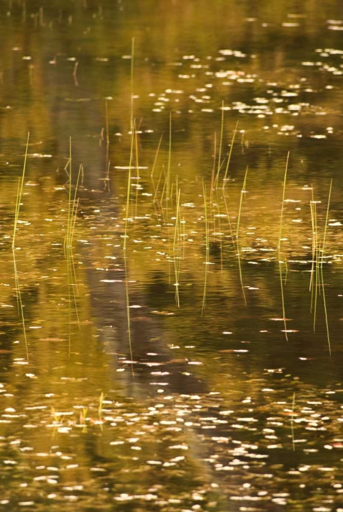 Wall Art Painting id:131577, Name: NY, Adirondack Park Fall reflections on a pond, Artist: OBrien, Jay