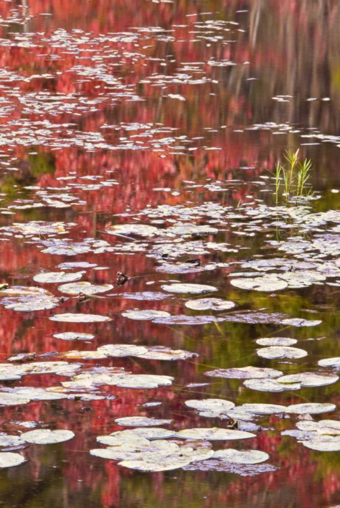 Art Print: PA Autumn reflections and lily pads on lake