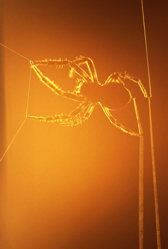 Wall Art Painting id:131401, Name: NY, Inlet Spider spinning web at sunset, Artist: OBrien, Jay