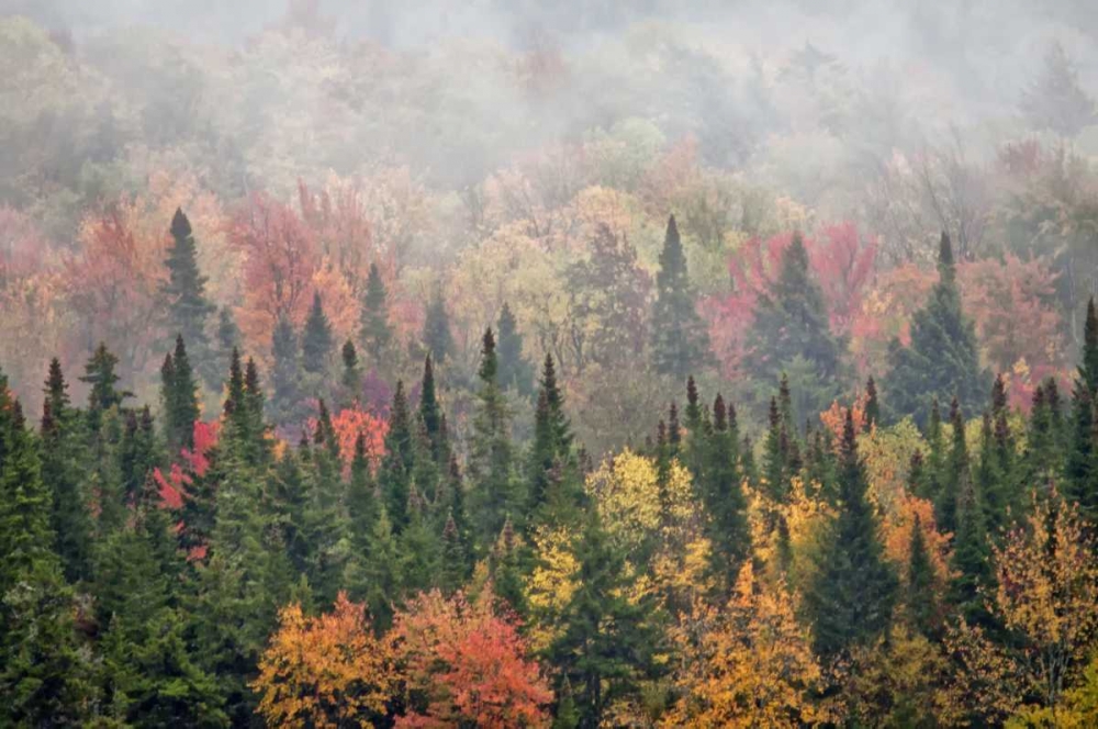 Wall Art Painting id:131386, Name: USA, New York, Adirondacks State Park, Artist: OBrien, Jay