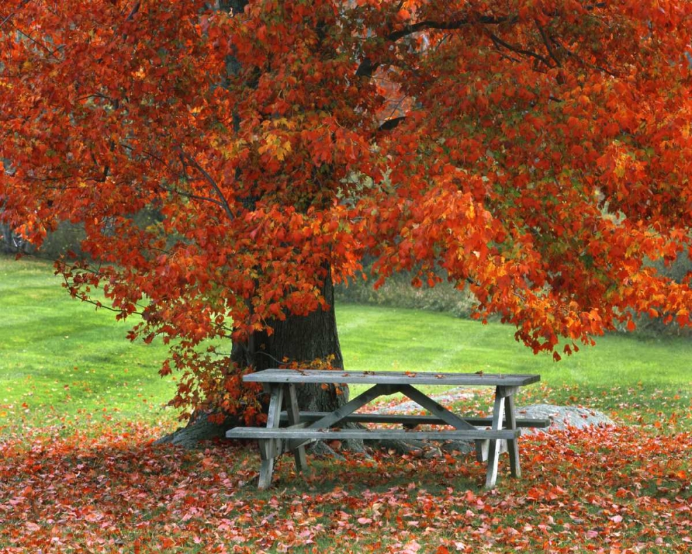 Wall Art Painting id:135684, Name: New York, West Park Bench under maple in autumn, Artist: Terrill, Steve