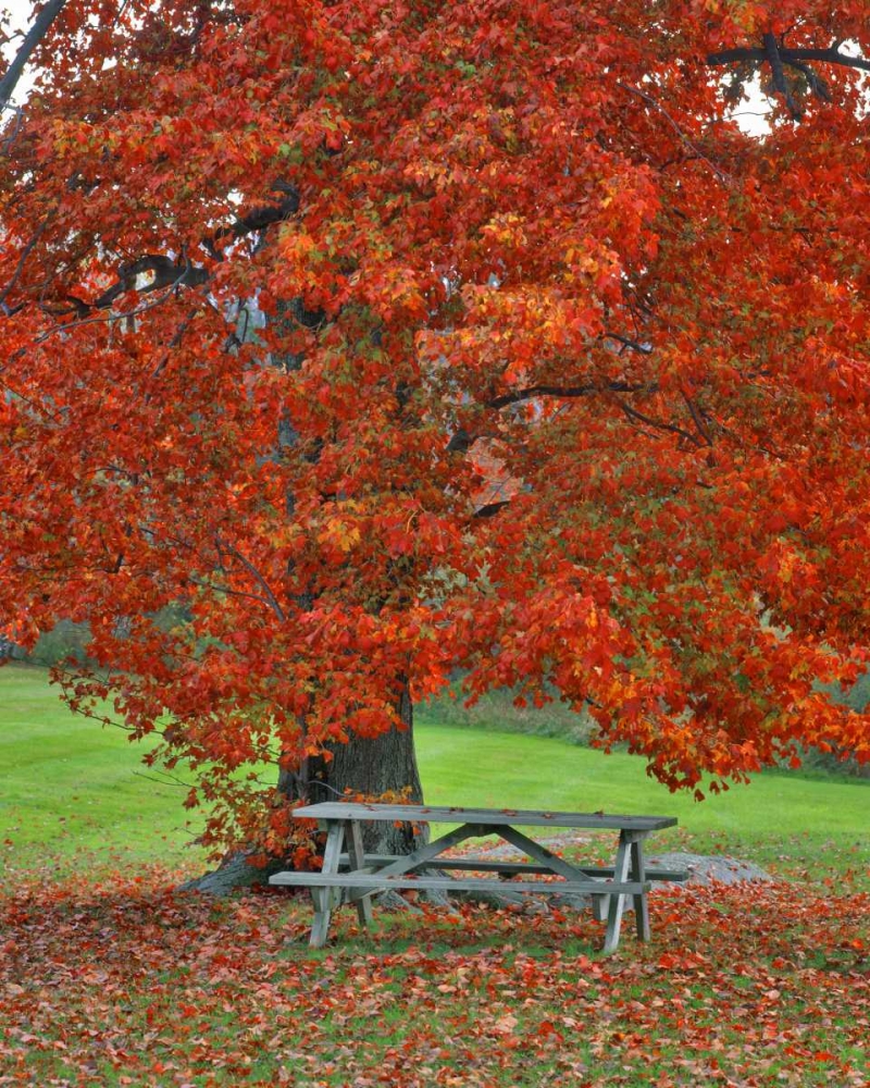 Wall Art Painting id:135685, Name: New York, West Park Bench under maple in autumn, Artist: Terrill, Steve