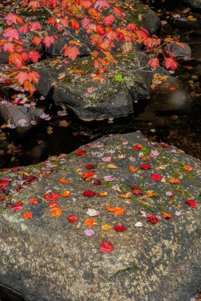 Wall Art Painting id:131560, Name: NY, Adirondack Mountains Autumn leaves on rock, Artist: OBrien, Jay