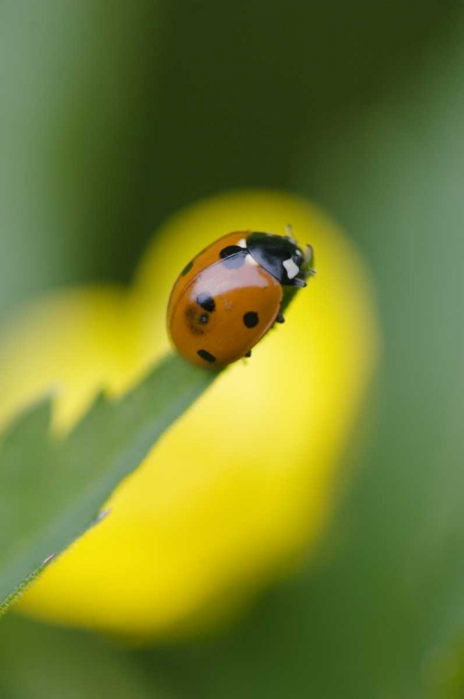 Wall Art Painting id:133807, Name: USA, North Carolina, Ladybug on tip of leaf, Artist: Rotenberg, Nancy