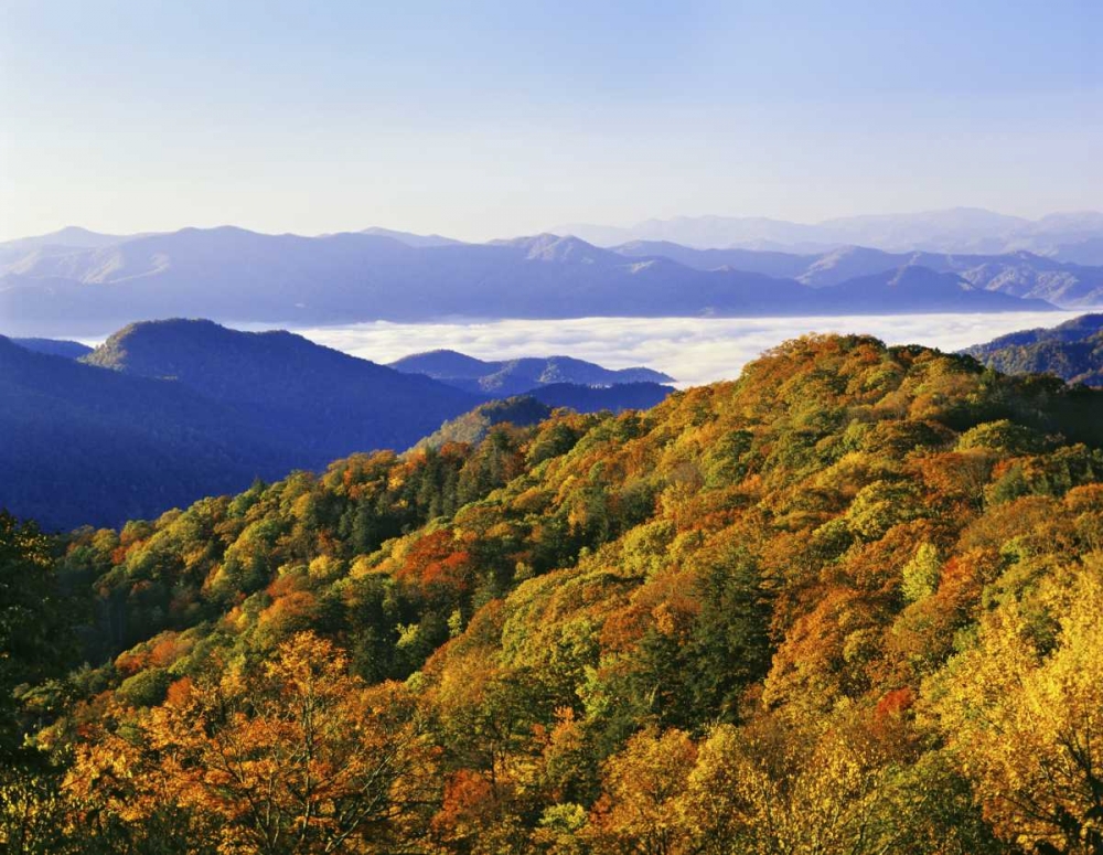 Wall Art Painting id:127397, Name: NC, Great Smoky Mts Forest in autumn, Artist: Flaherty, Dennis