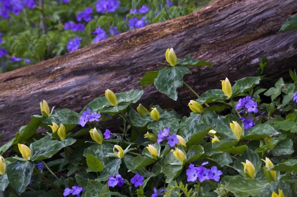 Wall Art Painting id:133869, Name: NC, Great Smoky Mts Spring flowers by a log, Artist: Rotenberg, Nancy