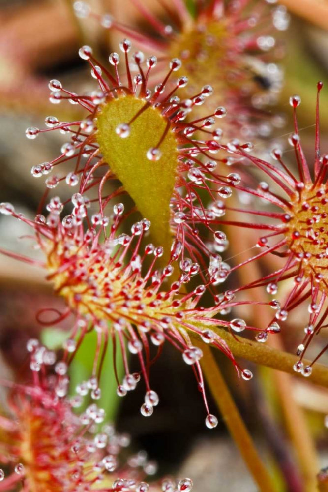 Wall Art Painting id:127451, Name: North Carolina Carnivorous sundew plant, Artist: Flaherty, Dennis