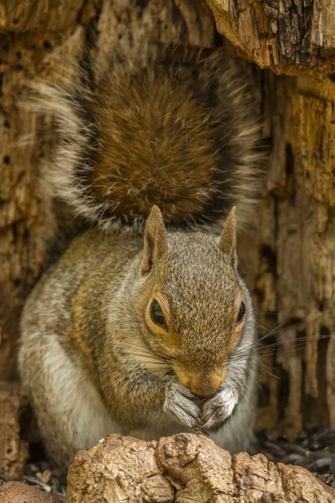 Wall Art Painting id:128883, Name: USA, North Carolina Gray squirrel eating, Artist: Illg, Cathy and Gordon