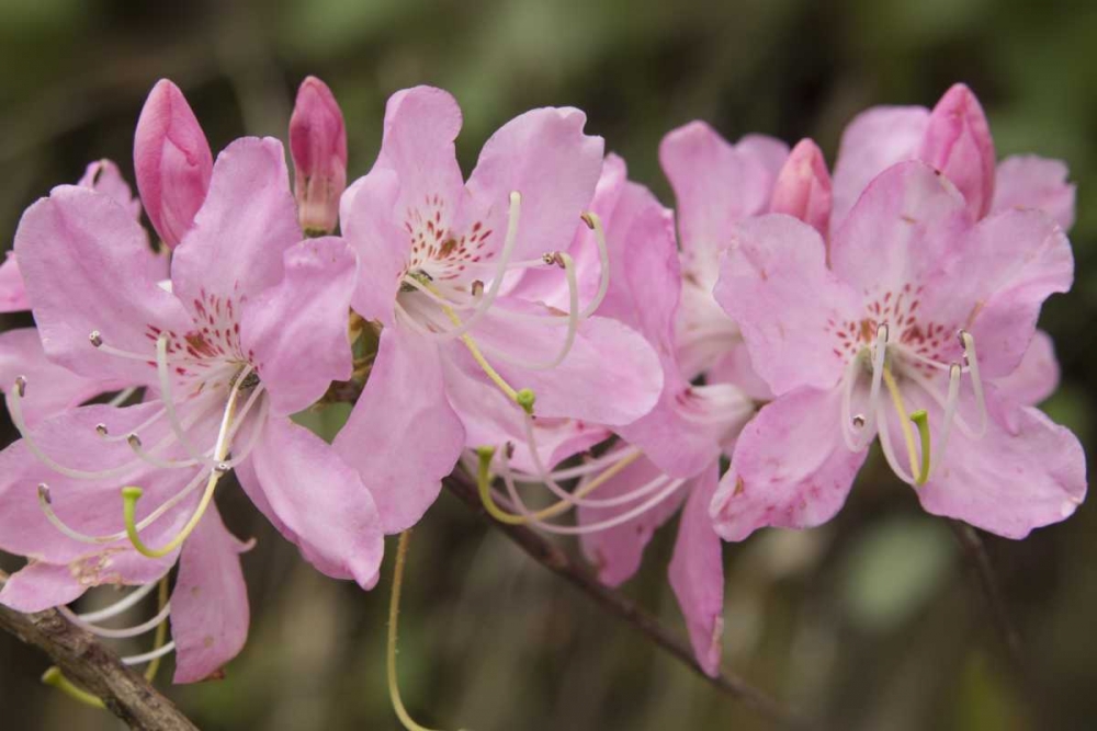 Wall Art Painting id:128194, Name: North Carolina Catawba rhododendron flowers, Artist: Grall, Don